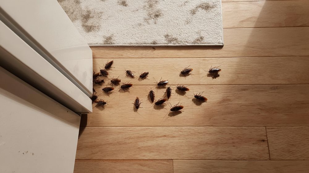 Cockroaches: The Ultimate Survivors